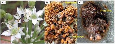 Physiochemical, biological, and therapeutic uses of stingless bee honey